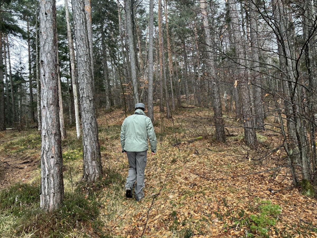 ARCHIV - 22.02.2024, Italien, Trient: Ein Mitarbeiter des Forstkorps im Trentino untersucht ein Waldst�ck. Im Trentino leben durch ein erfolgreiches Wiederansiedlungsprojekt wieder Braunb�ren. (zu dpa ...