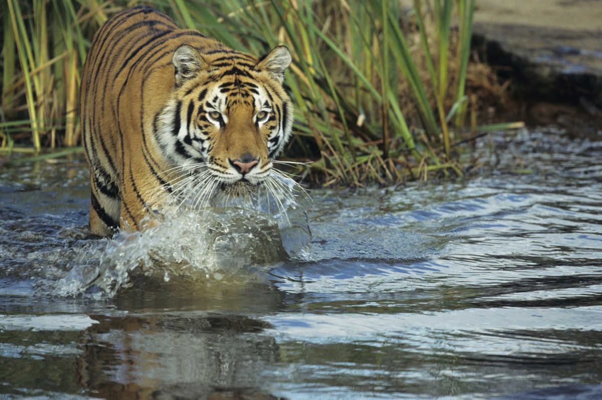 Die Zahl der Tiger in Indien wächst – nun ist ein Tier an einem ungewöhnlichen Ort gesichtet worden.