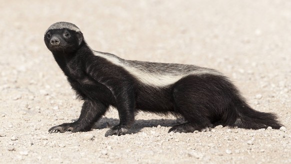 Honey Badger (Mellivora capensis), Etosha National Park, Namibia, southern Africa, May PUBLICATIONxINxGERxSUIxAUTxONLY 1448640 Annxx&amp;xStevexToon

Honey Badger Mellivora capensis Etosha National  ...