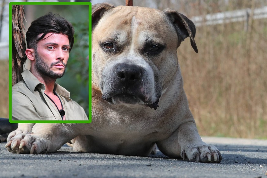 Den Namen teilen sie sich quasi schon: Domenico de Cico (l.) und Chico (†).