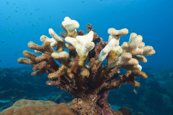 Gebleichte Geweihkoralle bei Acropora an der Weihnachstinsel, Australien