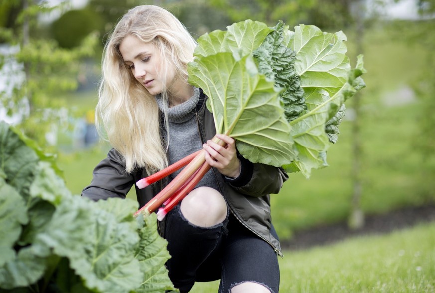 Gemeiner Rhabarber, Rhabarber (Rheum rhabarbarum), junge blonde Frau pflueckt frischen Rharbarber, Deutschland | rhubarb (Rheum rhabarbarum), young blond woman picking fresh rhubarb , Germany