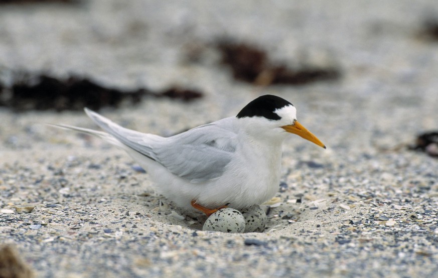 FAIRY TERN with egg FAIRY TERN Sterna nereis nest with egg, Tasmania, Australia., Credit:Dave Watts / Avalon PUBLICATIONxNOTxINxUKxFRAxUSA Copyright: xDavexWattsx/xAvalonx 0516713402