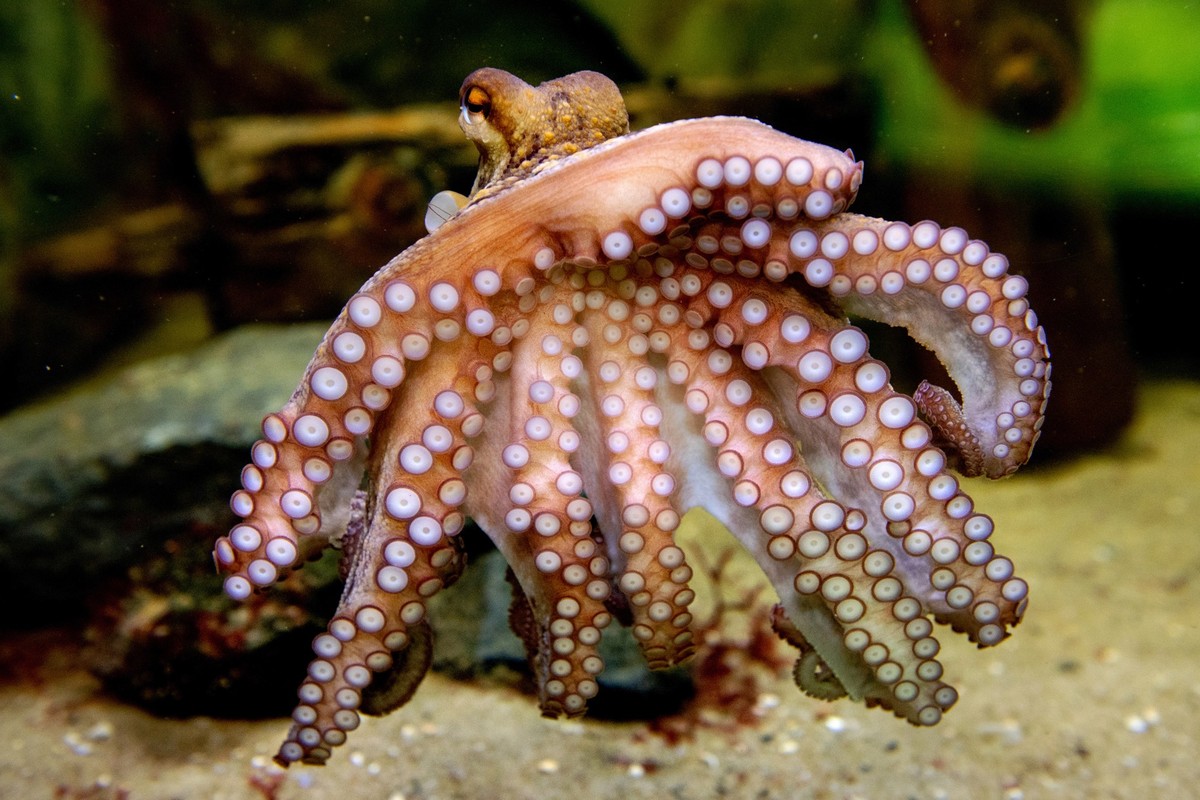 ARCHIV - 14.03.2024, Niedersachsen, Wilhelmshaven: Ein Krake schwimmt im Aquarium Wilhelmshaven durch ein Wasserbecken im Bereich &quot;Nordsee&quot;. In sieben neu errichteten Aquarien wird Besucheri ...