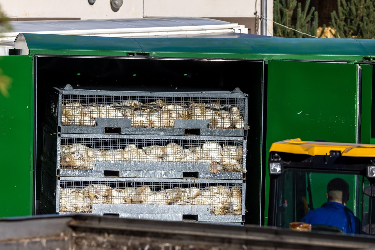 26.10.2025, Brandenburg, Neuhardenberg: Enten, die in einer von Geflügelpest befallenen Anlage getötet wurden, liegen in der Box, in der die Betäubung und das Töten erfolgten. Die auch als Vogelgrippe ...