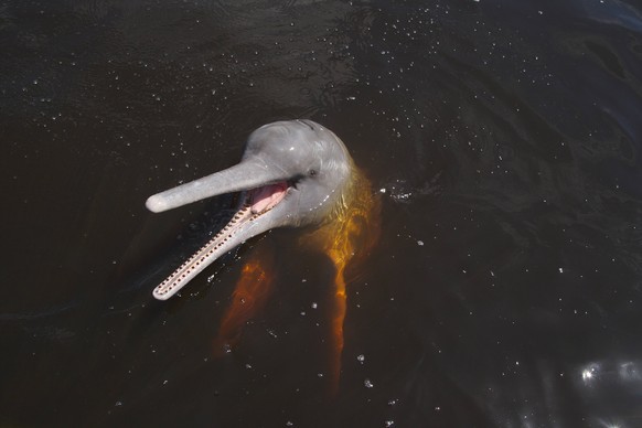 Bildnummer: 58326774 Datum: 30.05.2012 Copyright: imago/blickwinkel
Amazonas-Delphin, Amazonasflussdelphin, Butu, Inia, Rosa Delphin (Inia geoffrensis), im Rio Negro, Brasilien Amazon dolphin, Amazon ...