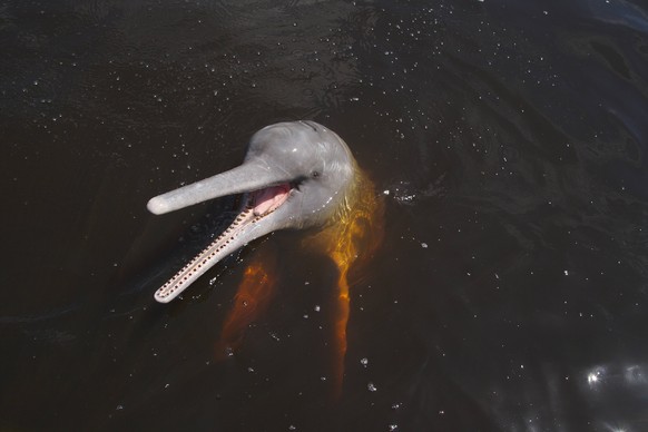 Bildnummer: 58326774 Datum: 30.05.2012 Copyright: imago/blickwinkel
Amazonas-Delphin, Amazonasflussdelphin, Butu, Inia, Rosa Delphin (Inia geoffrensis), im Rio Negro, Brasilien Amazon dolphin, Amazon ...