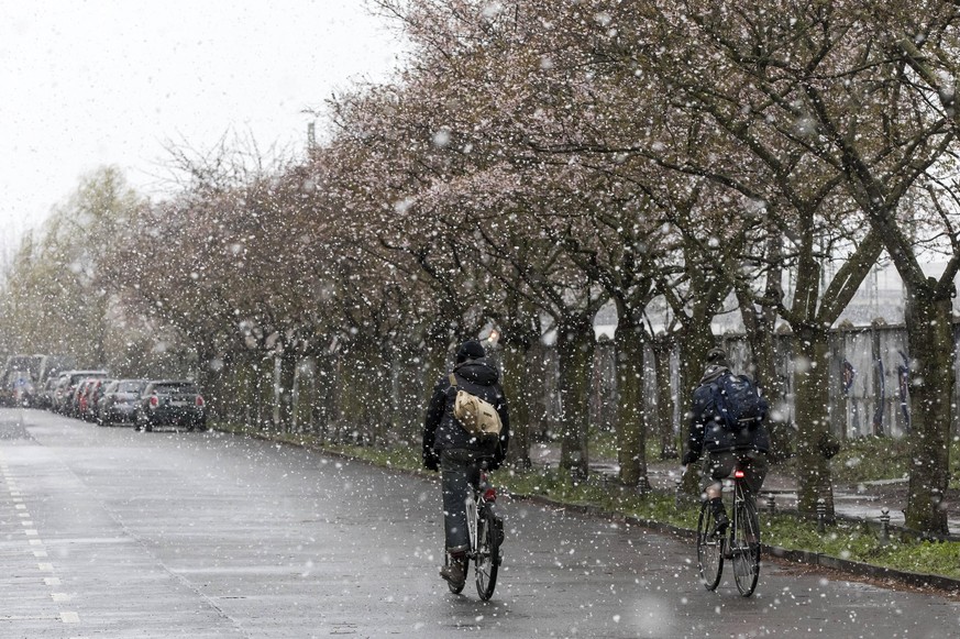 Aprilwetter: Die Kirschbäume in Berlin blühen zwar schon, gleichzeitig schneit es aber.