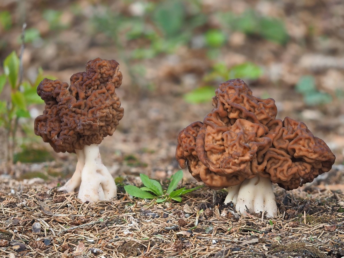 Frühjahrslorchel, Gyromitra esculenta Gyromitra esculenta is an ascomycete fungus from the genus Gyromitra, widely distributed across Europe and North America. It normally fruits in sandy soils under  ...