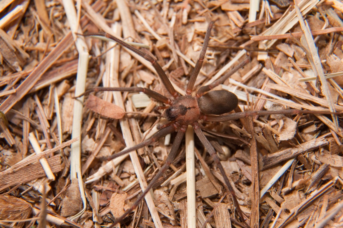Closeup image of a Brown Recluse, Loxosceles reclusa, a venomous spider camouflaged on dry winter grass