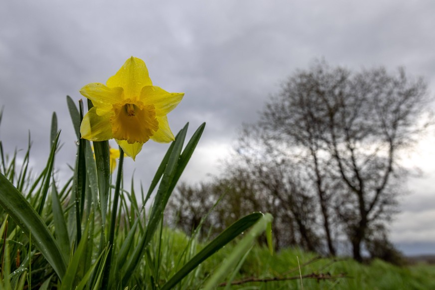 Regnerisches Aprilwetter Bei wiederholten Regenfällen sind dunkle Wolken am Himmel über den Feldern zwischen Oberursel und Frankfurt am Main zu sehen mit blühenden Osterglocken., Oberursel Hessen Deut ...