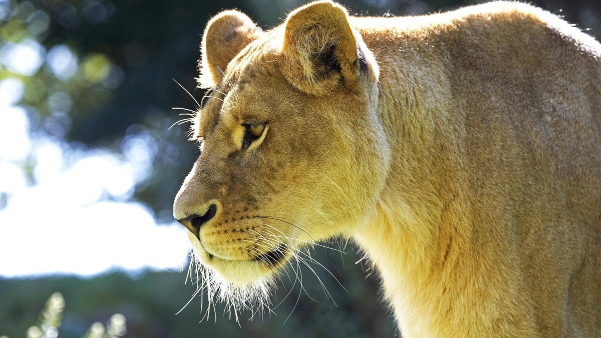 Afrikanischer Löwe panthera leo, Porträt eines Weibchens *** African Leo Panthera Leo , Portrait one Female Copyright: imageBROKER/G.xLacz ibllag08245386.jpg Bitte beachten Sie die gesetzlichen Bestim ...