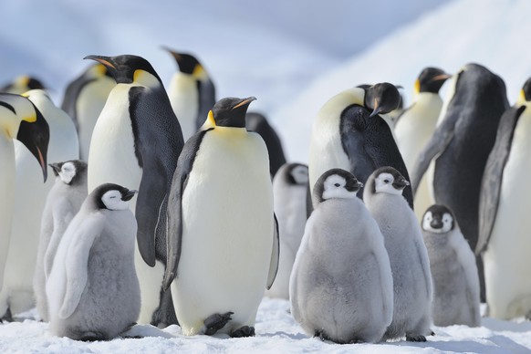 Emperor penguins, Aptenodytes forsteri, Penguin Colony with Adults and Chicks, Snow Hill Island, Antartic Peninsula, Antarctica | Verwendung weltweit