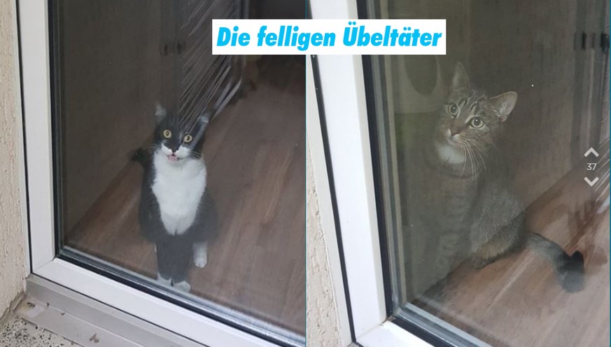 Katzen Jodel.com Teaser