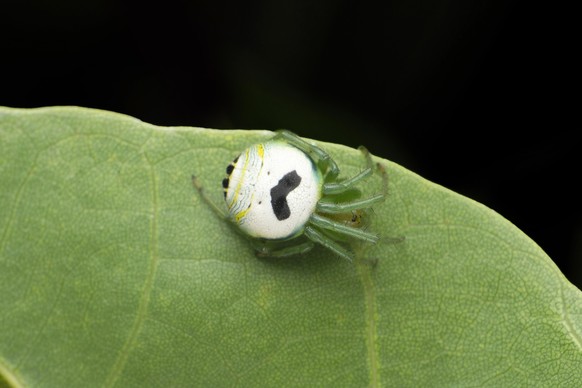 Araneus mitificus, commonly known as the kidney garden spider or pale orb weaver, Satara, Maharashtra, India