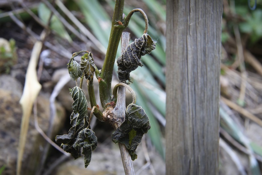 Frostschäden an Weinstöcken Späte Nachtfröste haben im Elbtal zu starken Frostschäden im Weinanbau geführt. Durch die schon sehr hohen Frühlingstemperaturen, waren die meisten Weistöcke schon sehr wei ...