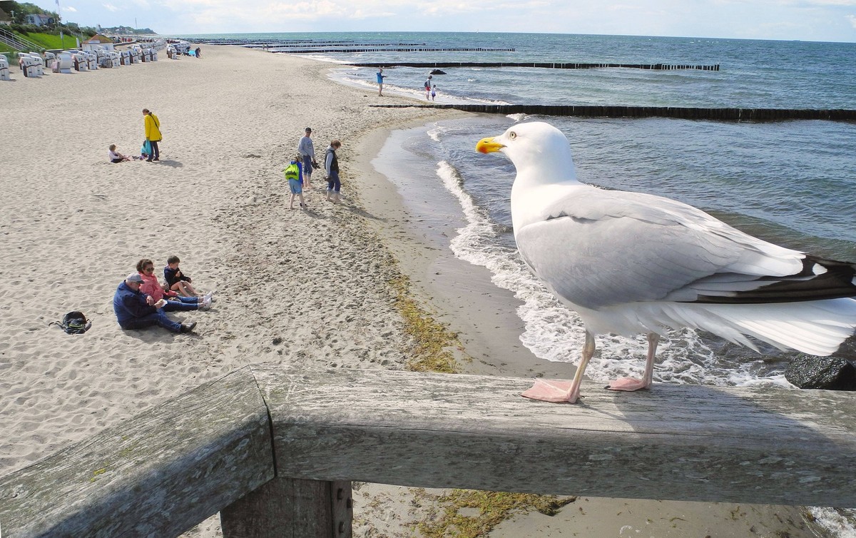 Moewen auf Futtersuche, am liebsten Fischbroetchen aus der Hand ahnungsloser Ostsee-Urlauber. *** Moewen on food search, preferably fish bread from the hand of unsuspecting Baltic Sea vacationers
