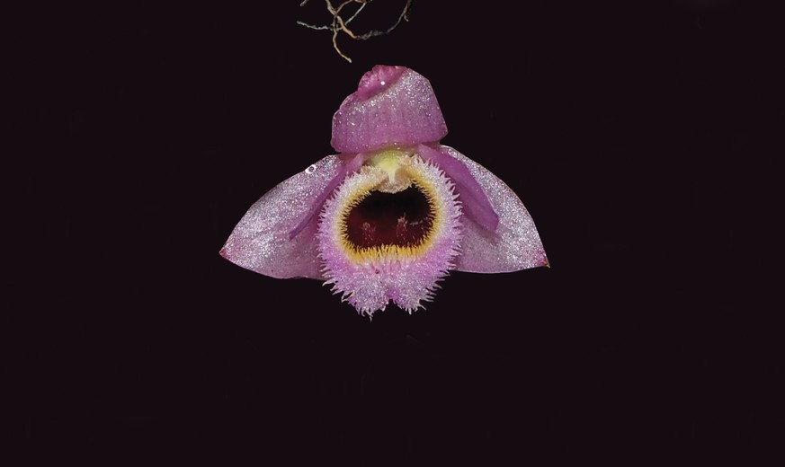 HANDOUT - 22.05.2023, ---: Die undatierte vom WWF zur Verfügung gestellte Aufnahme zeigt rosa-gelbe Mini-Orchidee Dendrobium fuscifaucium aus Laos. In der südostasiatischen Mekong-Region haben Wissens ...