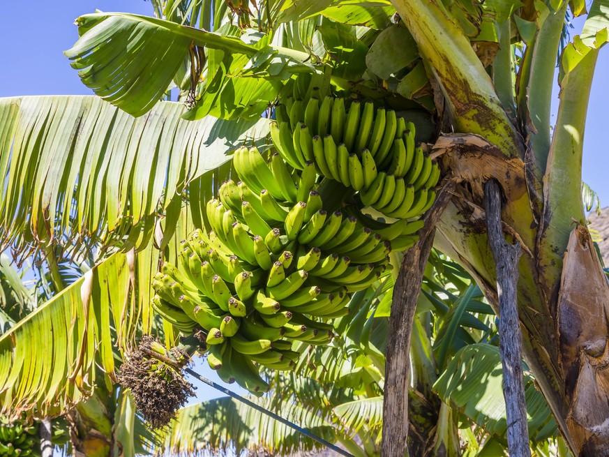Ihren Ursprung haben Bananen in Papua-Neuguinea.