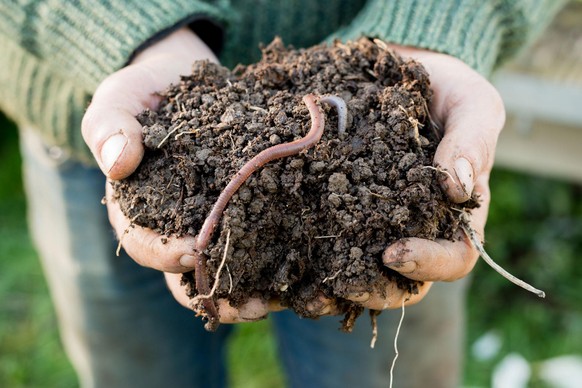 Regenwürmer sind wahre Helden des Untergrunds: Dank ihrer Hilfe, verbessert sich die Bodenqualität in deinem Garten.