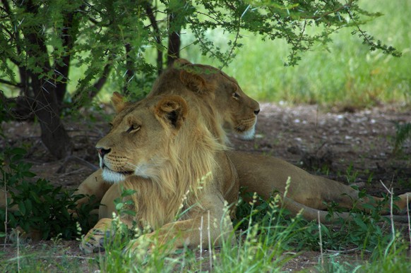 Detail of a lion in a Safari in Botswana , 2065465.jpg, africa, african, animal, animals, beast, beauty, big, botswana, brother, Brothers, carnivore, cat, cute, danger, dangerous, feline, harnas, illu ...