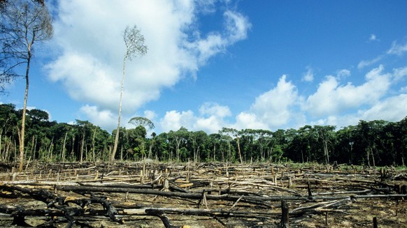 Brasilien Amazonas Regenwald BRASILIEN Amazonas, abgeholzter Regenwald im Gebiet der Indianer vom Stamm der Madiha, auch Kulina, im Indianerdorf Sossego am Fluss Bau ein Nebenfluss des Jurua Amazon