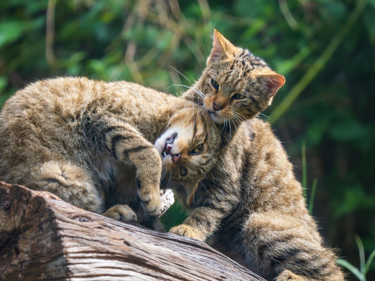 Wie süß dürfen Tiere sein? Schottische Wildkatzen so: Ja.