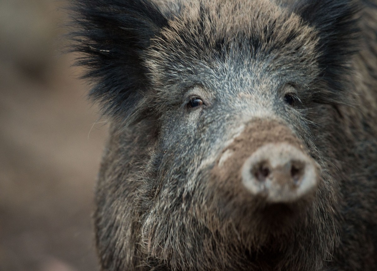 ARCHIV - 07.11.2016, Baden-W�rttemberg, Stuttgart: Ein Wildschwein steht im Wildschweingehege in Stuttgart. Auch wenn es im Moment keinen Fall von Afrikanischer Schweinepest (ASP) in Baden-W�rttemberg ...