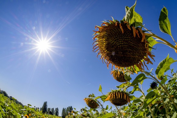 Für diese Woche sagen Meteorologen wieder eine Hitzewelle und keinen nennenswerten Niederschlag voraus – das lässt viele Pflanzen vertrocknen.