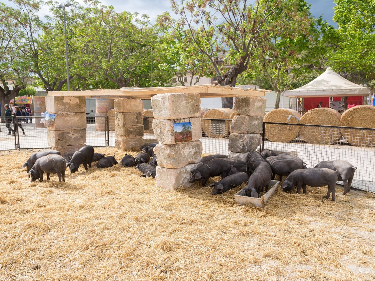 Schwarze Schweine auf Viehmarkt Markt Messe Fira de Sineu, Sineu, Mallorca, Spanien, Europa *** Black Pigs at Cattle market Market Exhibition Fira de Sineu, Sineu, majorca, Spain, Europe Copyright: im ...