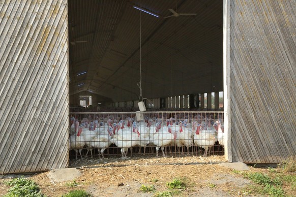 Truthuhn, Truthahn Meleagris gallopavo, Putenmast zur Fleischproduktion, Massentierhaltung common turkey Meleagris gallopavo, turkey fattening for meat production, intensive animal husbandry BLWS65610 ...