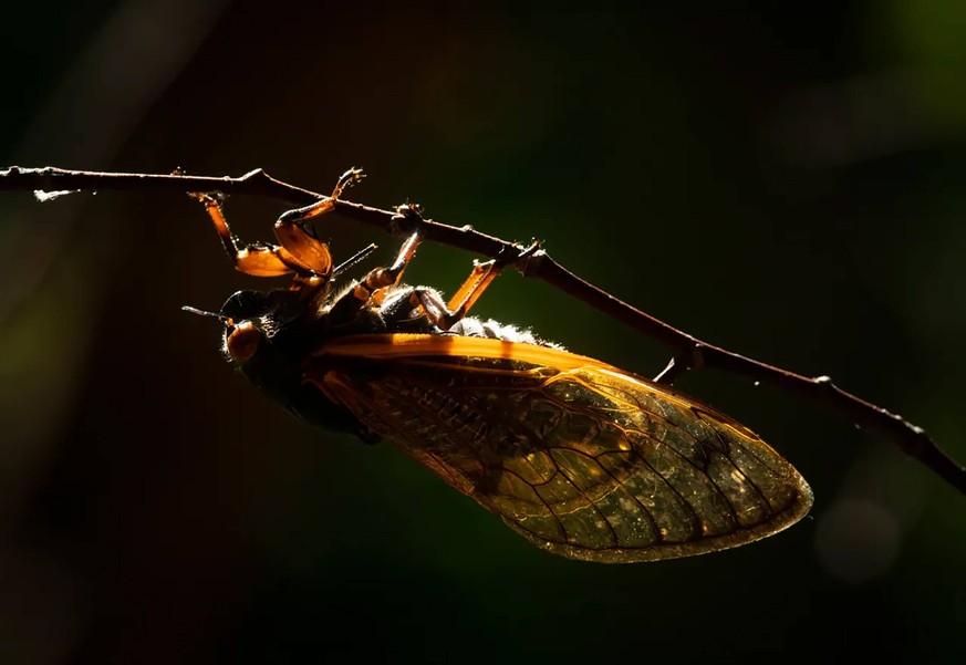 March 18, 2024: A Brood X cicada on a tree in Kickapoo State Recreation area near Danville, Illinois, on June 10, 2021. - ZUMAm67_ 20240318_zaf_m67_002 Copyright: xE.xJasonxWambsgansx