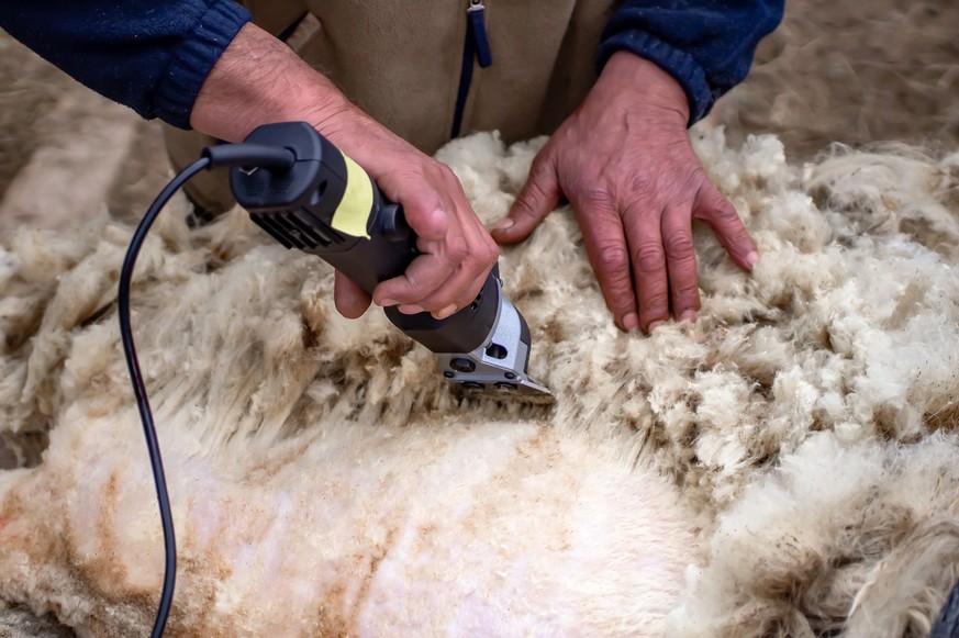 Ein Schaf zu scheren, ist ein anstrengender Job.