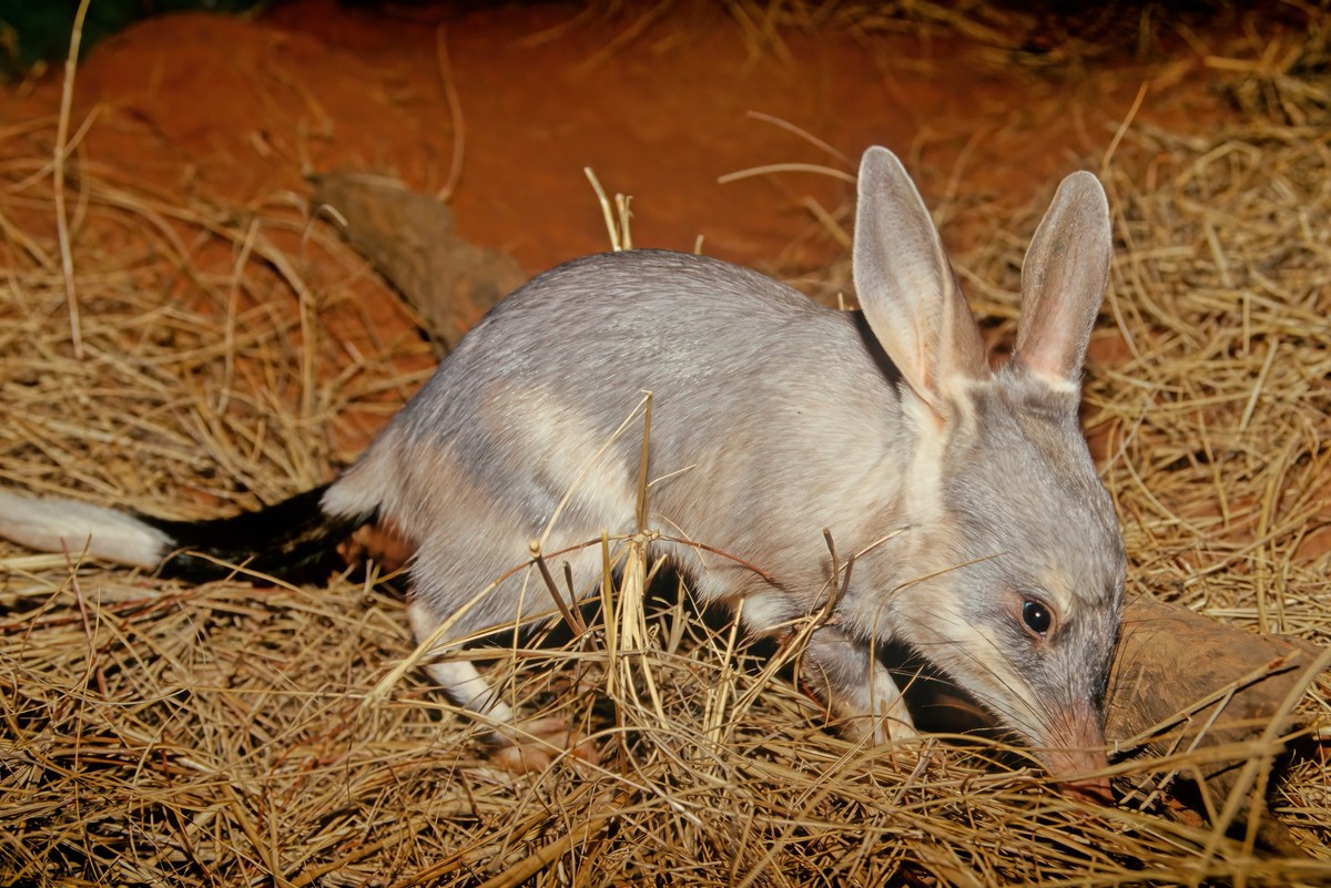 Das kleine Bilby ist ein "Osterhase mit Rüsselnase".