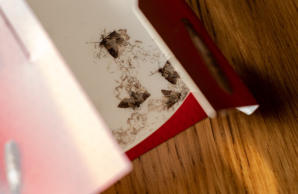 Indian meal moth or Flour moths in a sticky pheromone trap