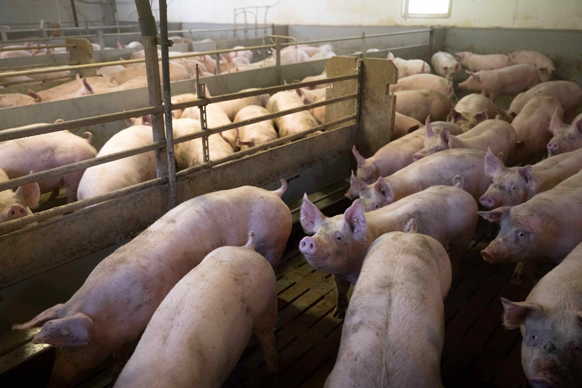 ARCHIV - 06.01.2023, Niedersachsen, Kirchlinteln: Schweine im Mastbetrieb von J�rn Ehlers in einem Stall mit Vollspaltenboden. Die Herausforderungen der Landwirte stehen am Mittwoch (11.30 Uhr) im Mit ...
