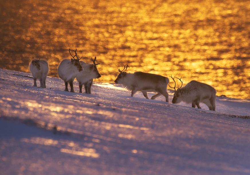 Svalbard reindeer (Rangifer tarandus platyrhynchus) Spitsbergen, Svalbard, Norway, March. PUBLICATIONxINxGERxSUIxAUTxONLY 1501160 OlexxJorgenxLiodden

Svalbard Reindeer Rangifer tarandus platyrhynch ...