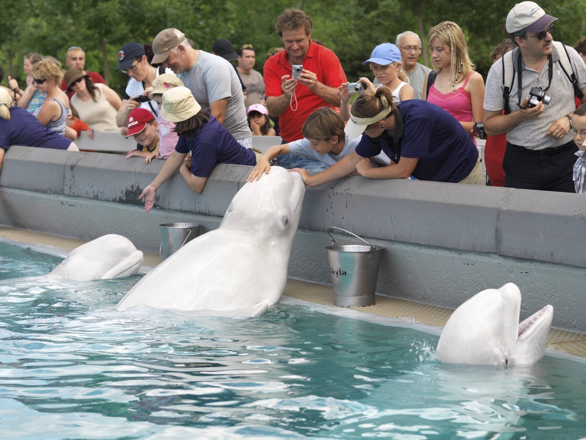 Menschen f�ttern Belugawale im Marineland Niagara Falls Ontario Kanada 2009 People feeding beluga whales at Marineland Niagara Falls Ontario Canada 2009 Copyright: imageBROKER/OleksiyxMaksymenko iblal ...