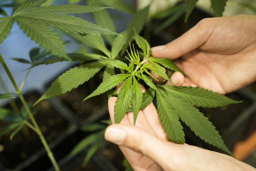 An employee shows a growing cannabis or hemp plant in a box at the Cannabis Museum in Berlin, Germany, Tuesday, Aug. 15, 2023. Germany&#039;s Cabinet is set to approve a plan to liberalize rules on ca ...