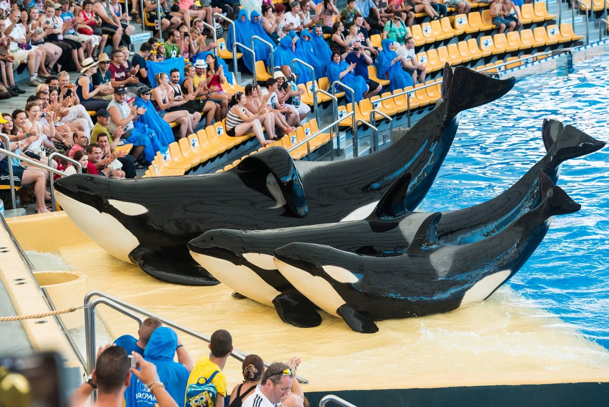 Drei Schwertwale (Orcinus orca) an Land, Orca-Show, Loro Parque, Puerto de la Cruz, Santa Cruz de Tenerife, Teneriffa, Kanarische Inseln, Spanien, Europa iblmmw03884045.jpg

Three Killer whales Orcinu ...