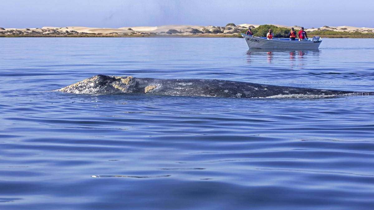 La ballena gris, extinta hace 200 años, aparece frente a las costas del océano Atlántico