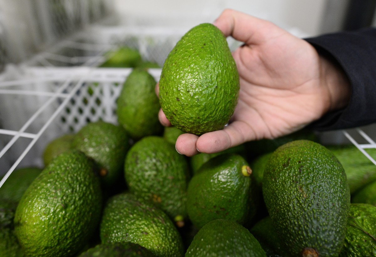 Bald könnte es Avocados mit einer zweiten, essbaren Schutzschicht geben.