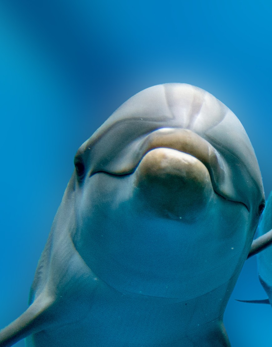 Touristin findet in einem Wald (!!!) in Russland (!!!) einen toten Delfin 🤔