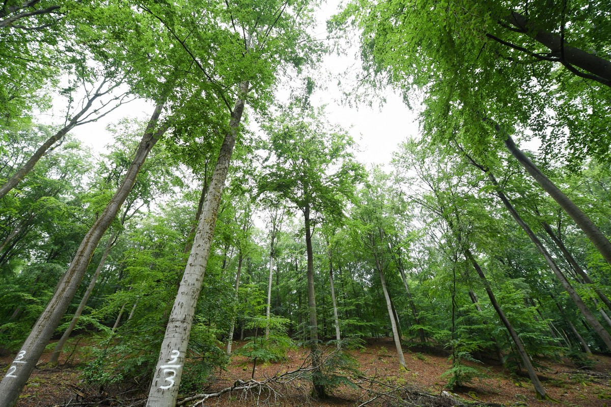 ARCHIV - 15.07.2020, Rheinland-Pfalz, Bad Sobernheim: Buchen ragen im Soonwald bei Bad Sobernheim in die H