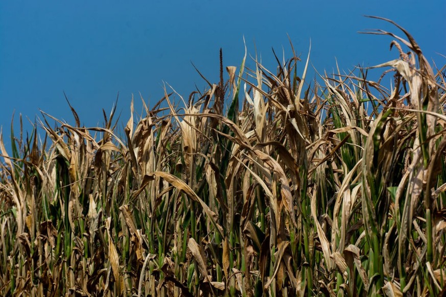 general view of a dry corn field due to drought in Neuss, Germany on August 17, 2022 as part of Europe experience the worst drought due to lack of rain. (Photo by Ying Tang/NurPhoto via Getty Images)