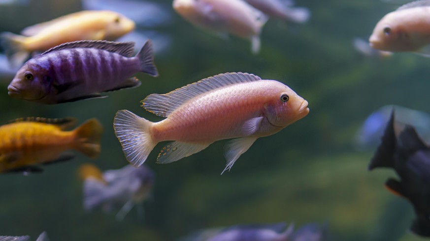 Underwater photo of school of beautiful colorful cichlid fish in Malawi lake, Africa.