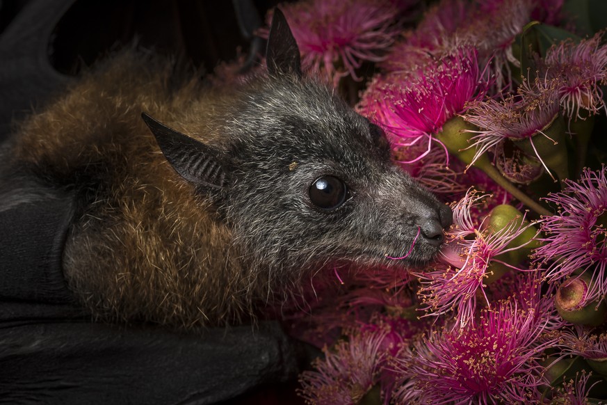A rescued and orphaned grey-headed flying fox, Pteropus poliocephalus, which is in captivity, feeds on the pollen of a flowering native eucalyptus tree.  Above her right eye is what looks like brown d ...