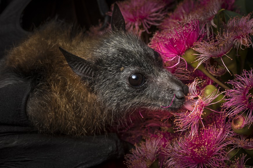 A rescued and orphaned grey-headed flying fox, Pteropus poliocephalus, which is in captivity, feeds on the pollen of a flowering native eucalyptus tree.
Above her right eye is what looks like brown d ...