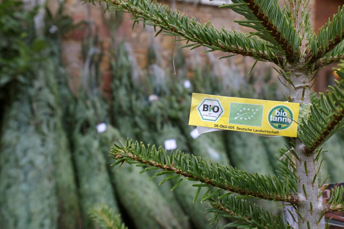 Bio-Weihnachtsbaeume auf dem Dottenfelder Hof in Bad Vilbel bei Frankfurt am Main Foto vom 05.12.2019. In fast zwei Drittel der 40 Millionen deutschen Haushalte steht ueber die Feiertage eine Tanne, F ...