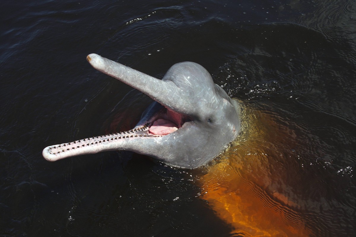 Bildnummer: 58326776 Datum: 30.05.2012 Copyright: imago/blickwinkel
Amazonas-Delphin, Amazonasflussdelphin, Butu, Inia, Rosa Delphin (Inia geoffrensis), im Rio Negro, Brasilien Amazon dolphin, Amazon ...